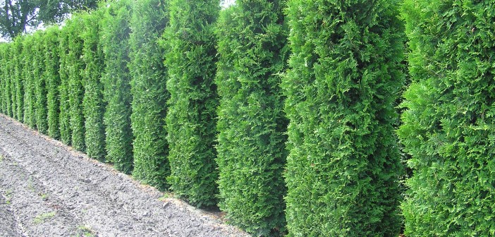 Thuja-Lebensbaum als immergrüne und robuste Heckenpflanze