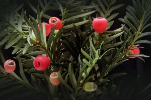 Früchte Taxus baccata