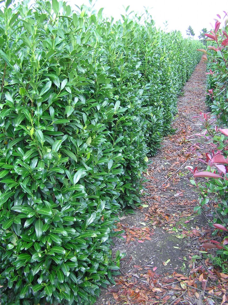 Kirschlorbeer Prunus laurocerasus als Heckenpflanze