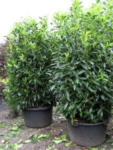 Prunus laur. Herbergii im Topf / Container