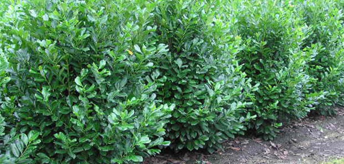 Kirschlorbeer: Prunus laurocerasus als Heckenpflanze