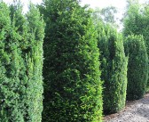 Taxus baccata – Die Gemeine Eibe als immergrüne Heckenpflanze