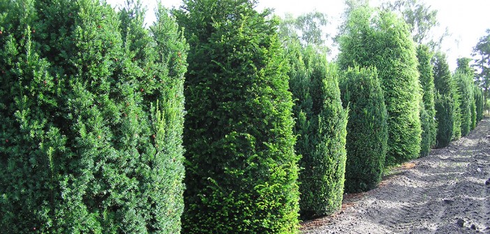 Taxus baccata – Die Gemeine Eibe als immergrüne Heckenpflanze