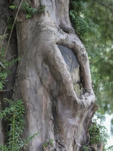 Taxus baccata Stamm und Rinde