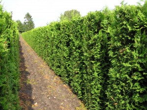 Thuja occ. Brabant (Lebensbaum) als Heckenelement (Bild von unseren Kulturflächen unserer Online-Versandbaumschule)