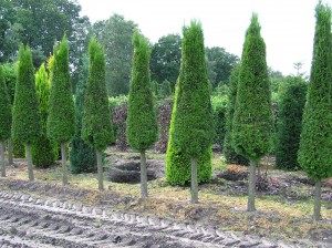 Thuja Lebensbaum occ. Smaragd als Kegel auf Halbstamm (Bild aus unserer Baumschule)