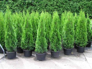 Thuja occ. Smaragd im Container.jpg