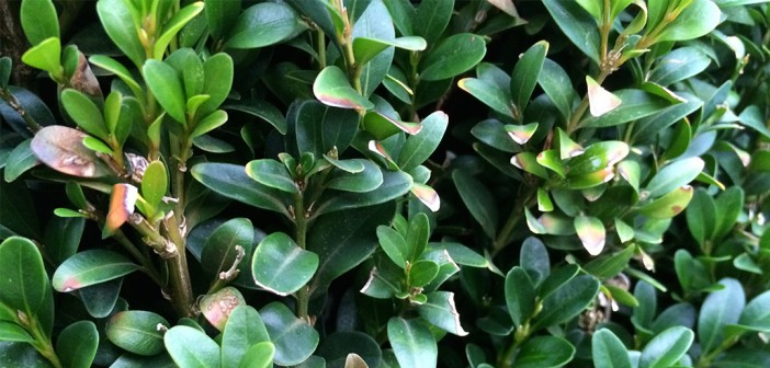 Schädlinge am Buchsbaum: Krankheiten bei Buxus bekämpfen