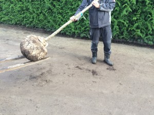 Bild 4: Solitärpflanzen mit der Gabel transportieren