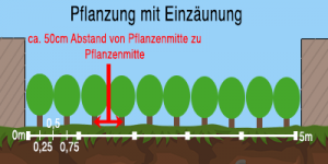 Abstand bei Heckenpflanzen