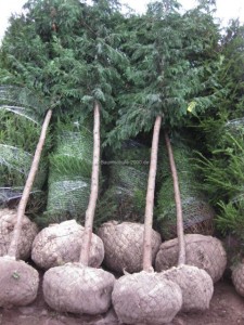 Kompakte Taxus baccata mit Ballen und Leylandii Hochstämme mit Ballen