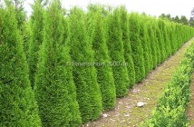 thuja zebrina Thuja plicata 'Zebrina'